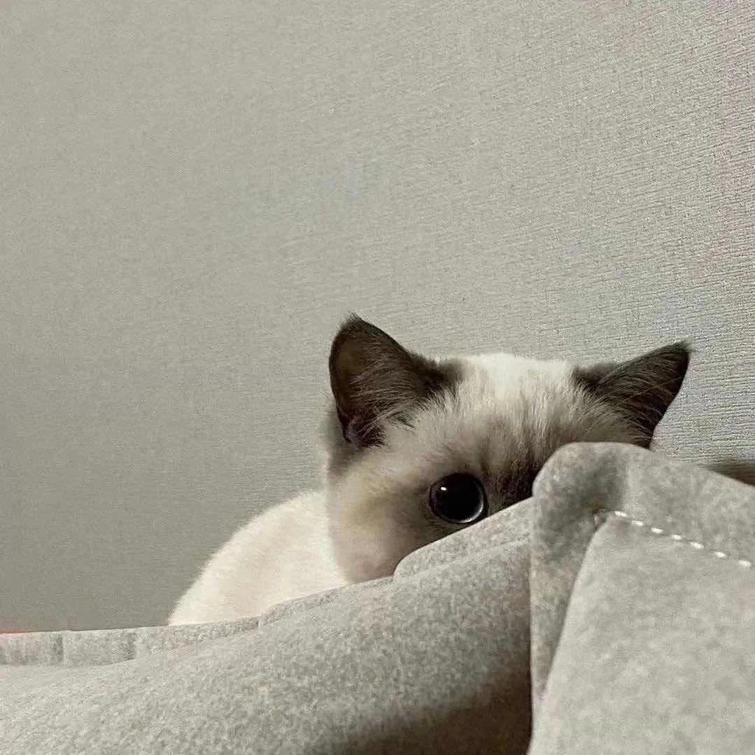 Wam