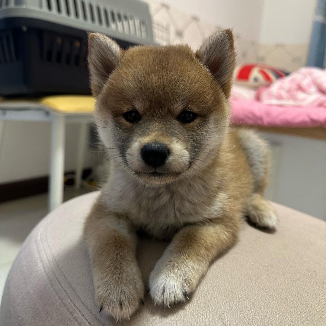 是西蒙吖👻