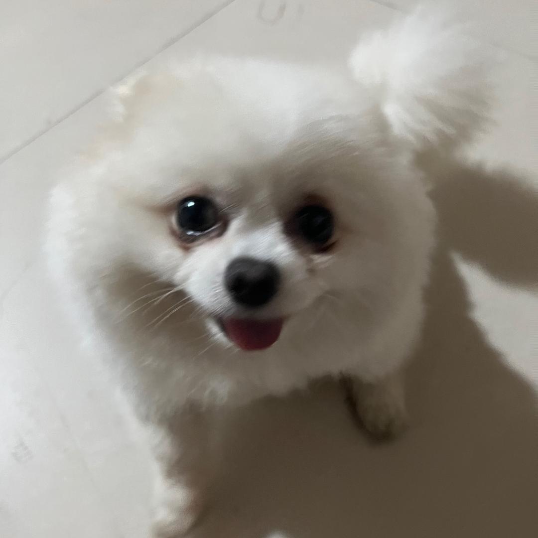 小狗头泡泡