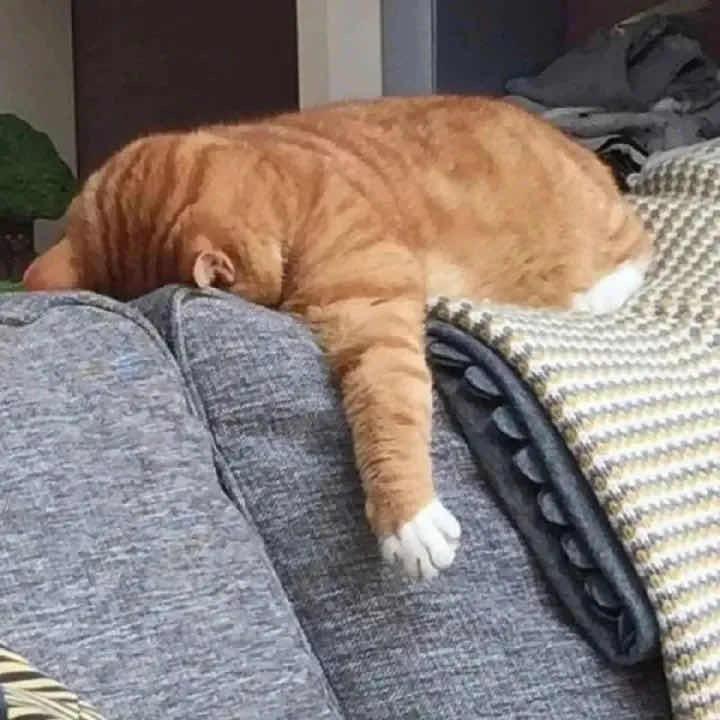 嘻嘻不西西