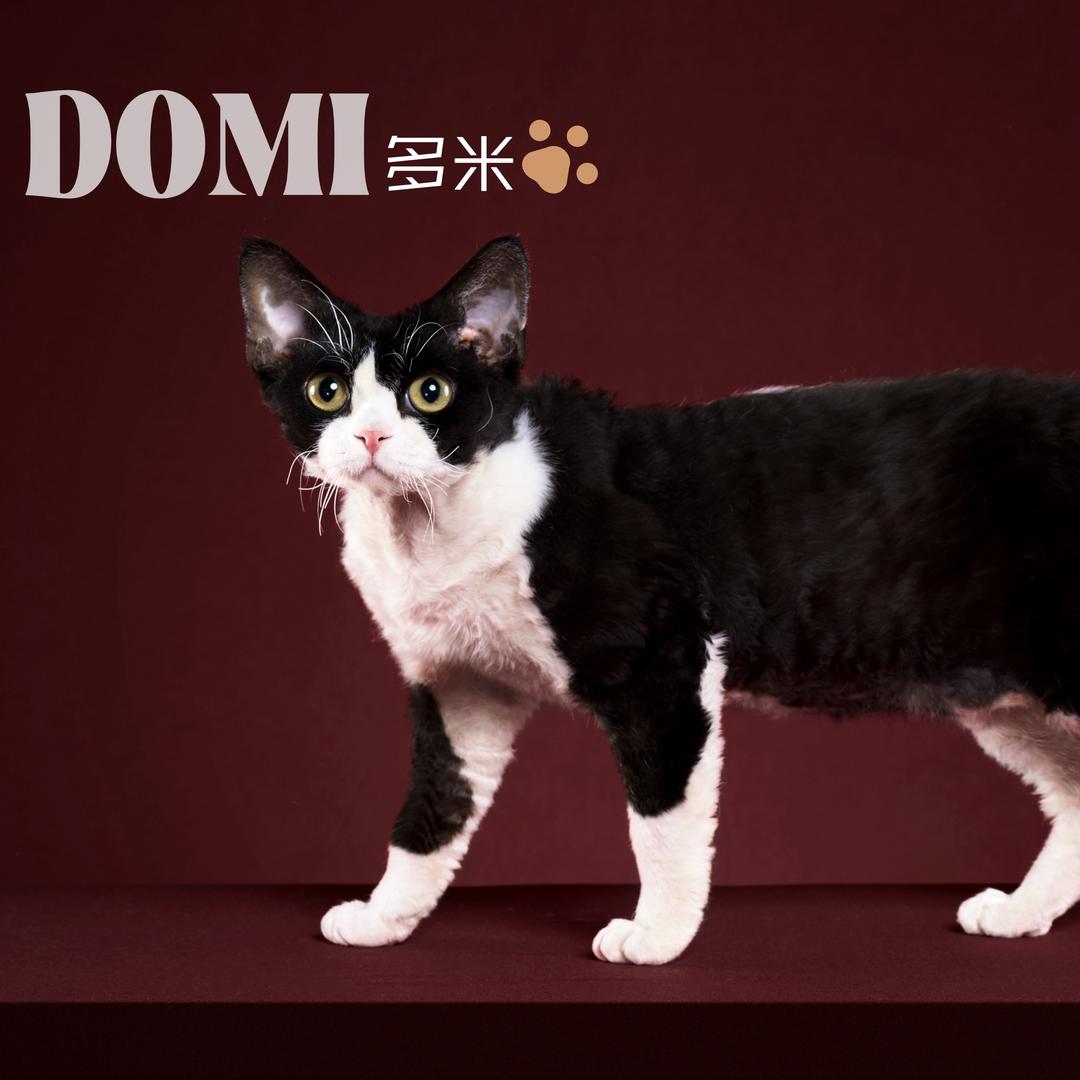 小德子与德文狗