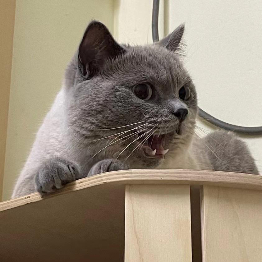 ovo