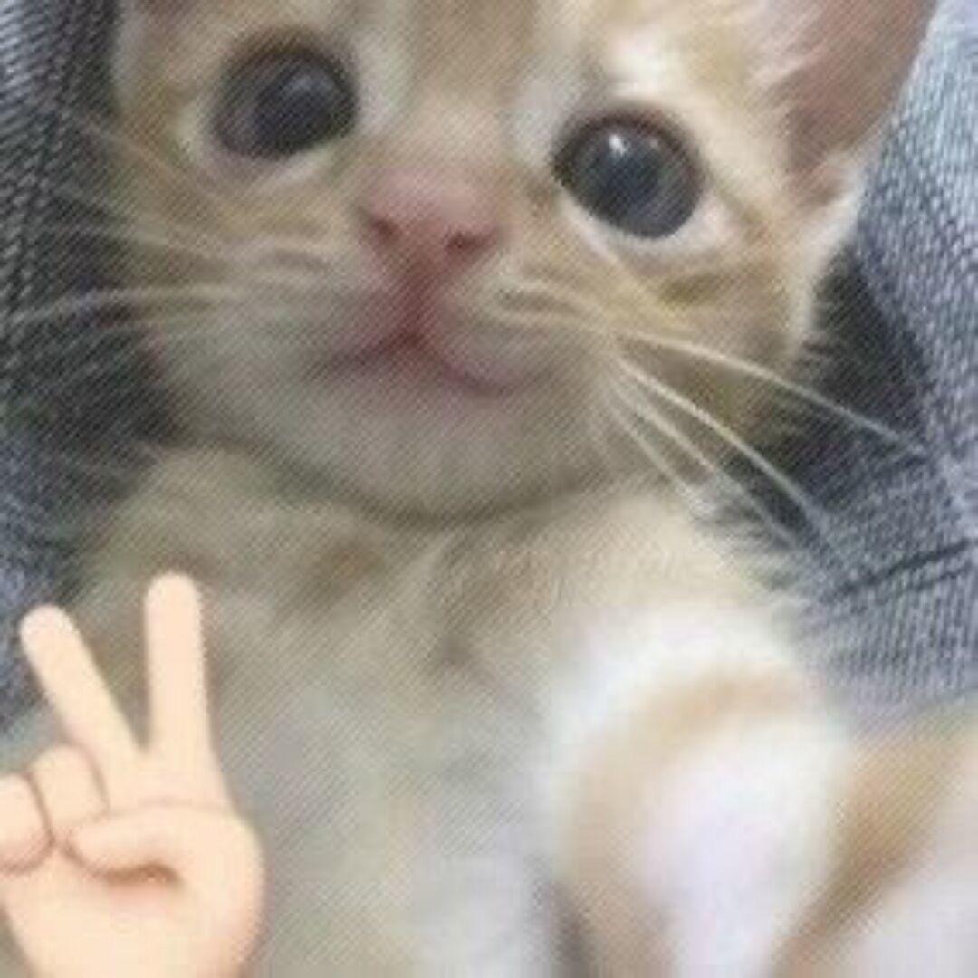 咩呀
