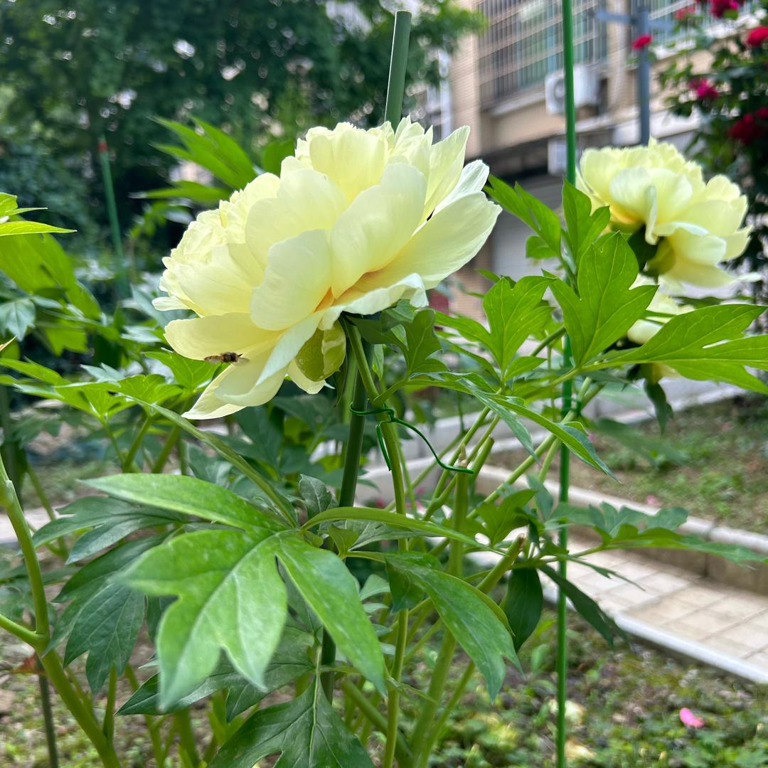 思念吾爱🌹🌹🌹