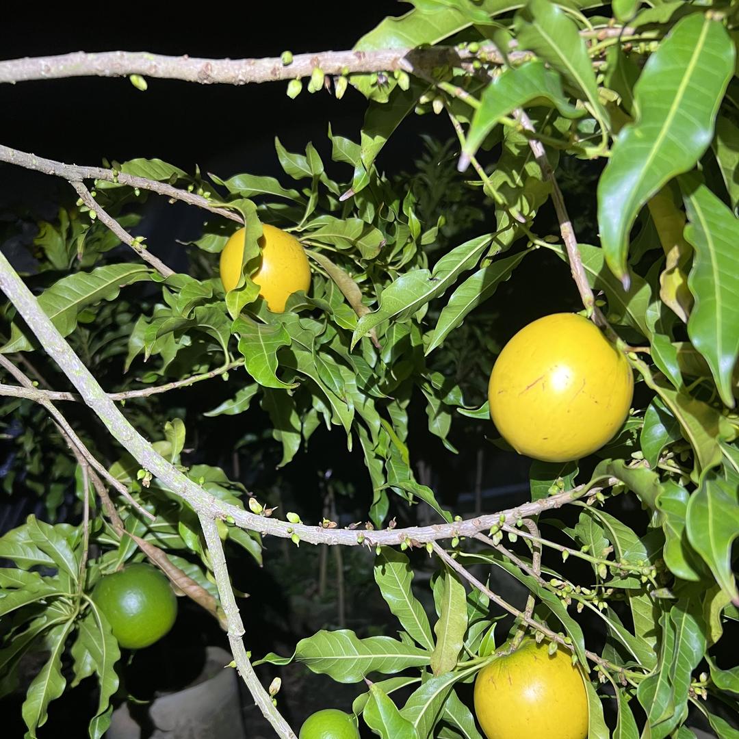 江源果苗精选