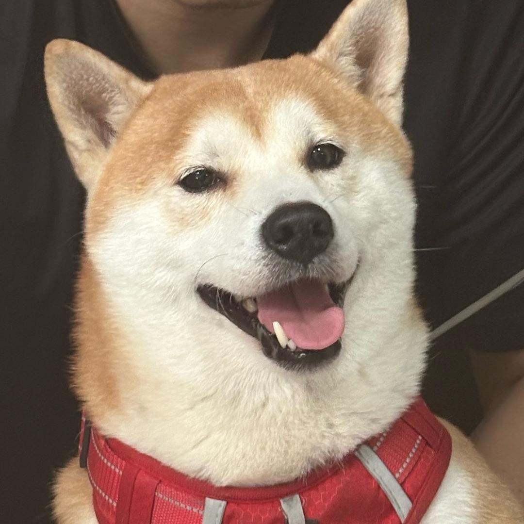 derder是条柴🐕