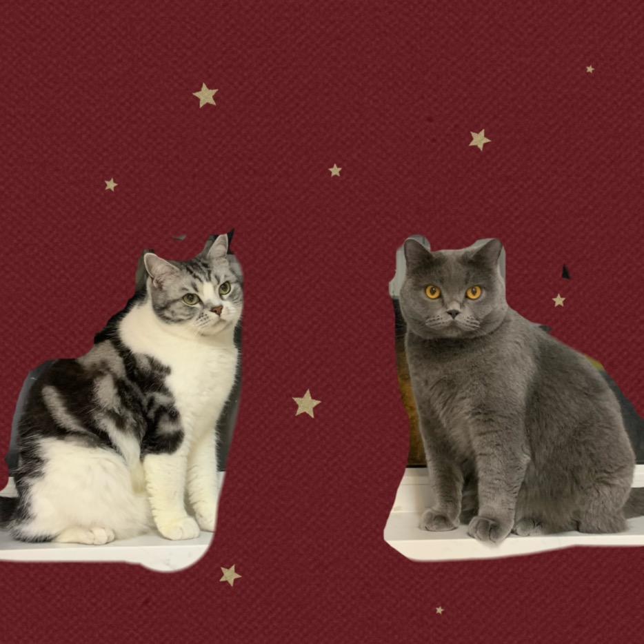 🐱睡出一只晓冬🐱