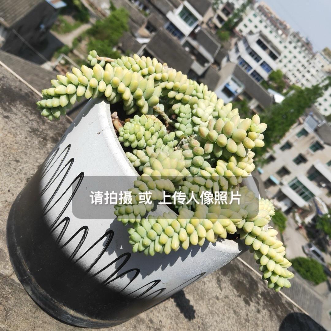 风里的自由者呀