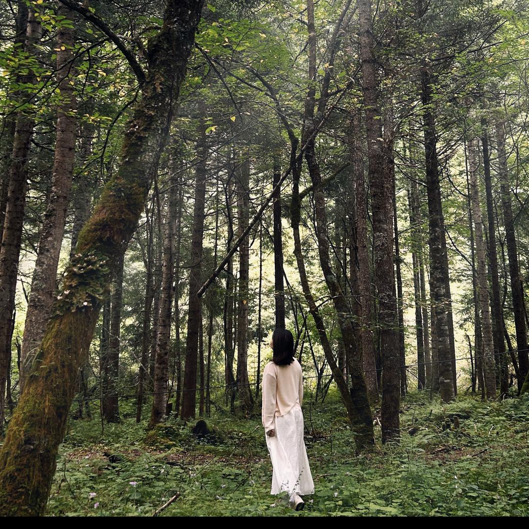 一棵树