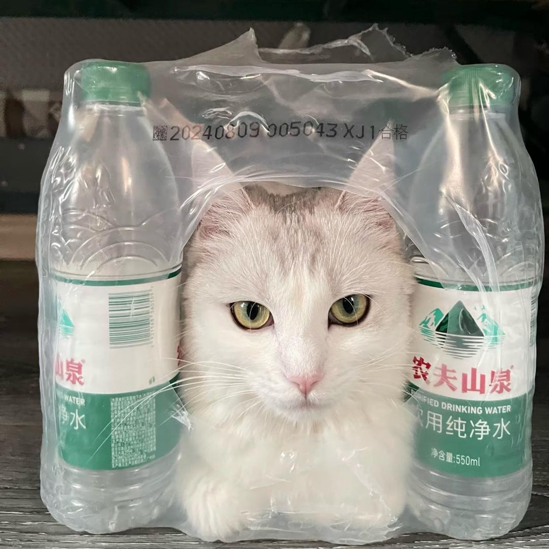 朝远行