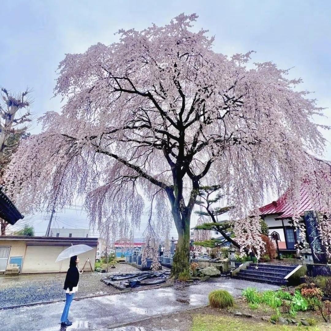丁村垂枝樱花园