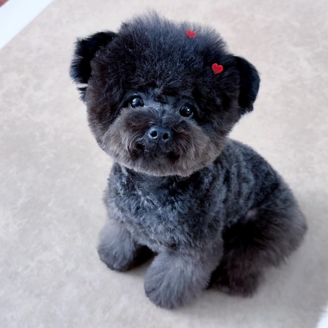 是元宝呀🐶
