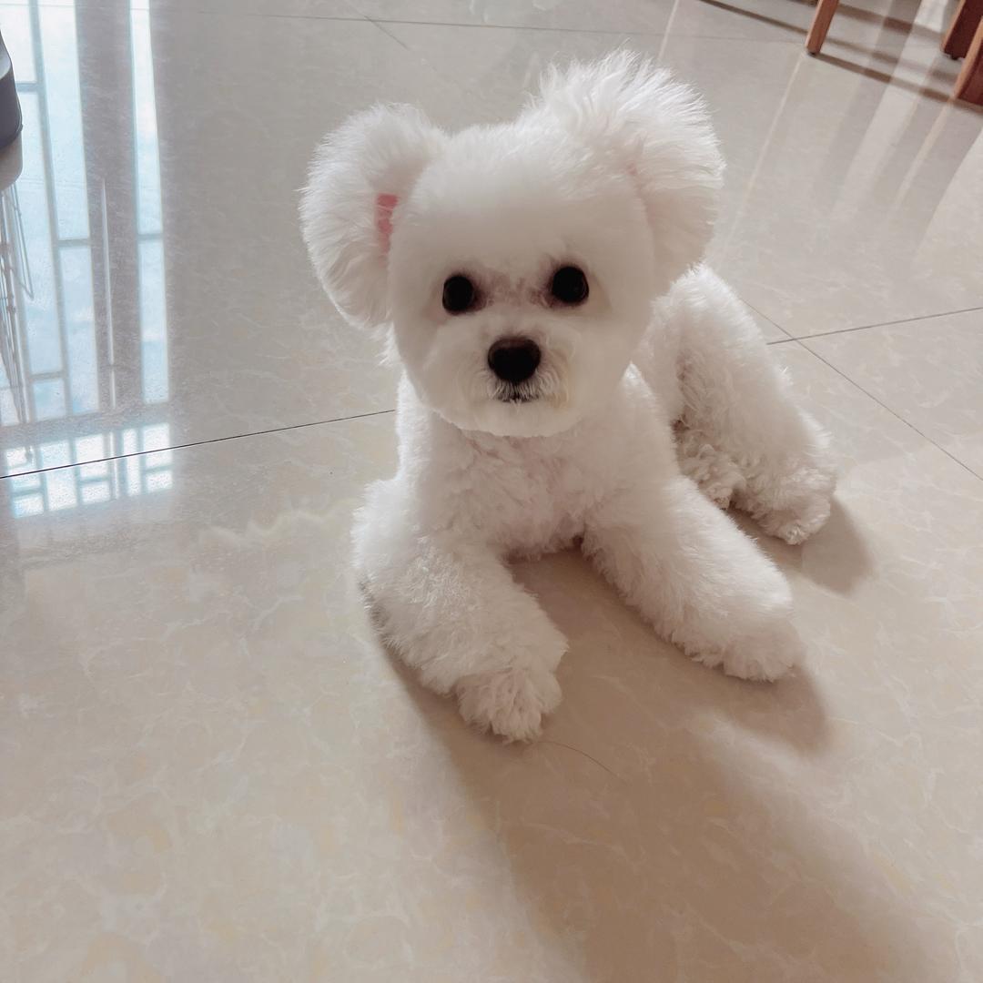 杨甜心