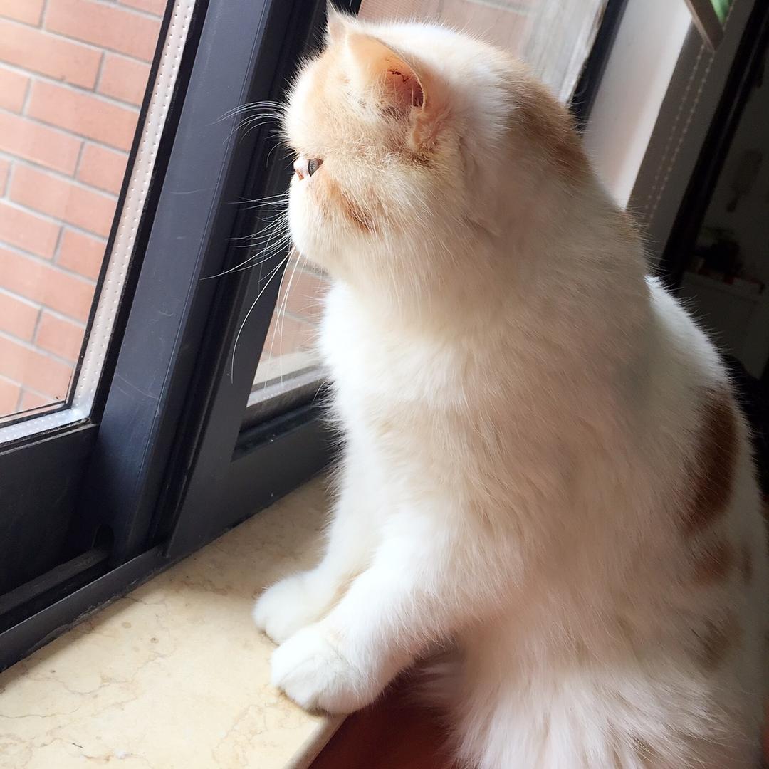 方糖