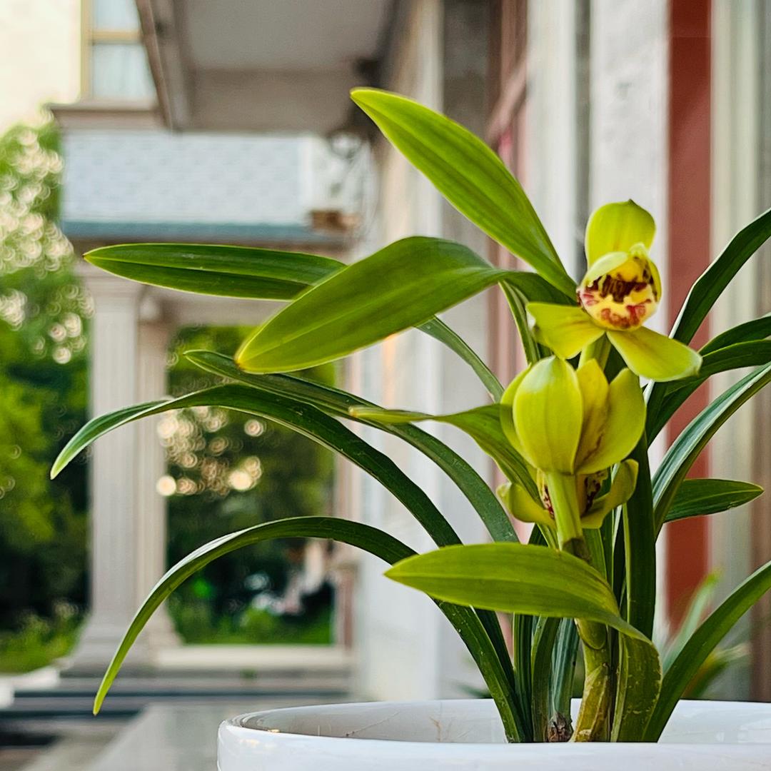 不许弄花