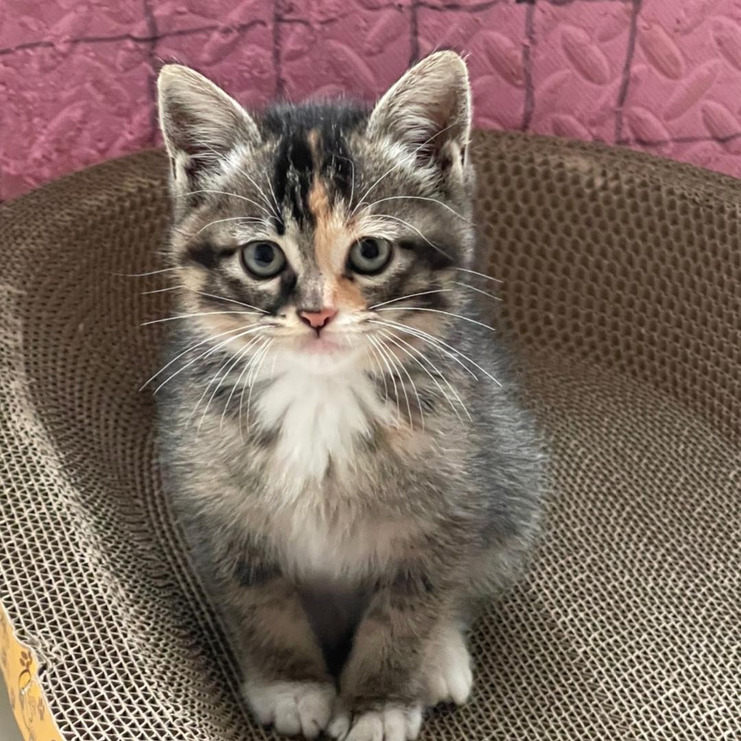 虎子的癫疯日常