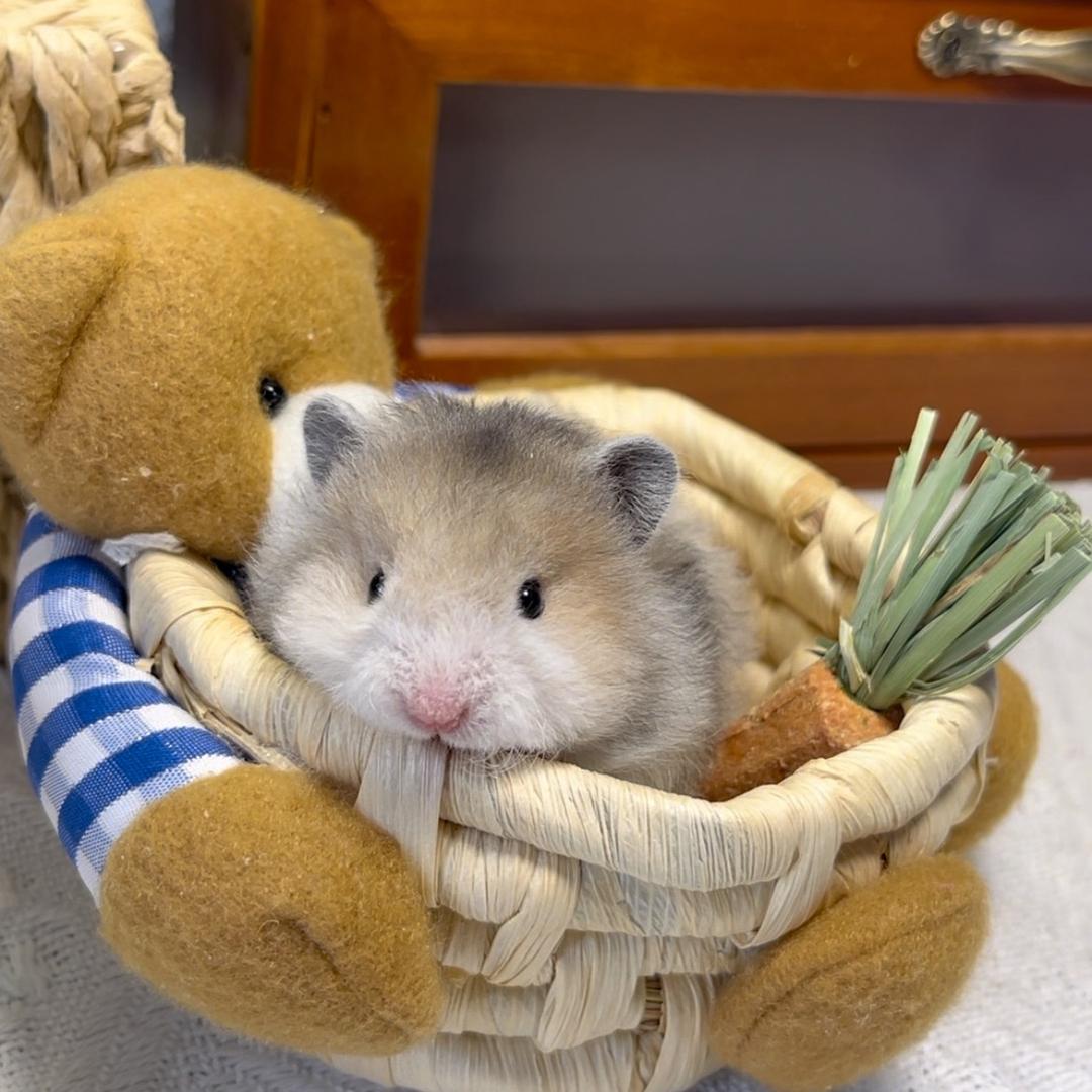 一只小橘熊🐻（出熊）