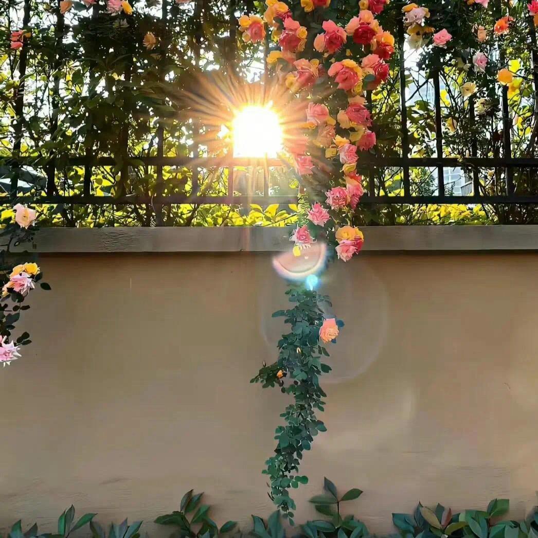 小芳呀