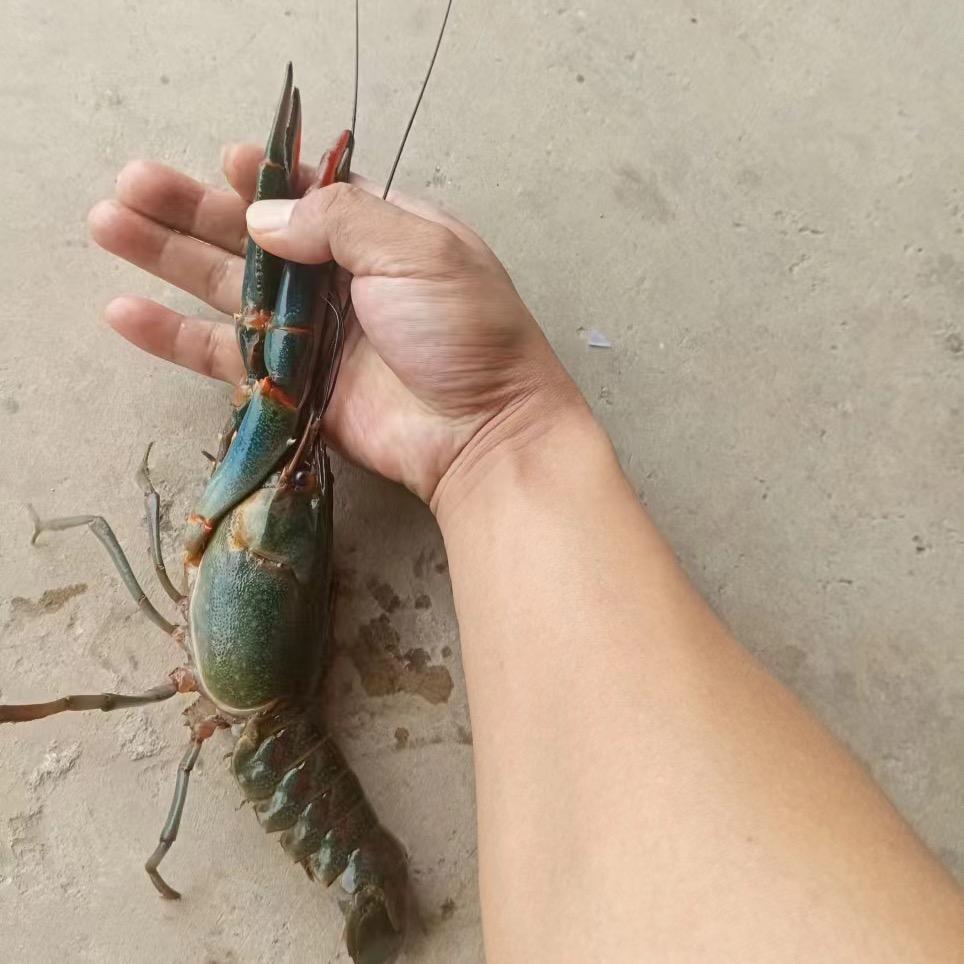 淡水澳龙