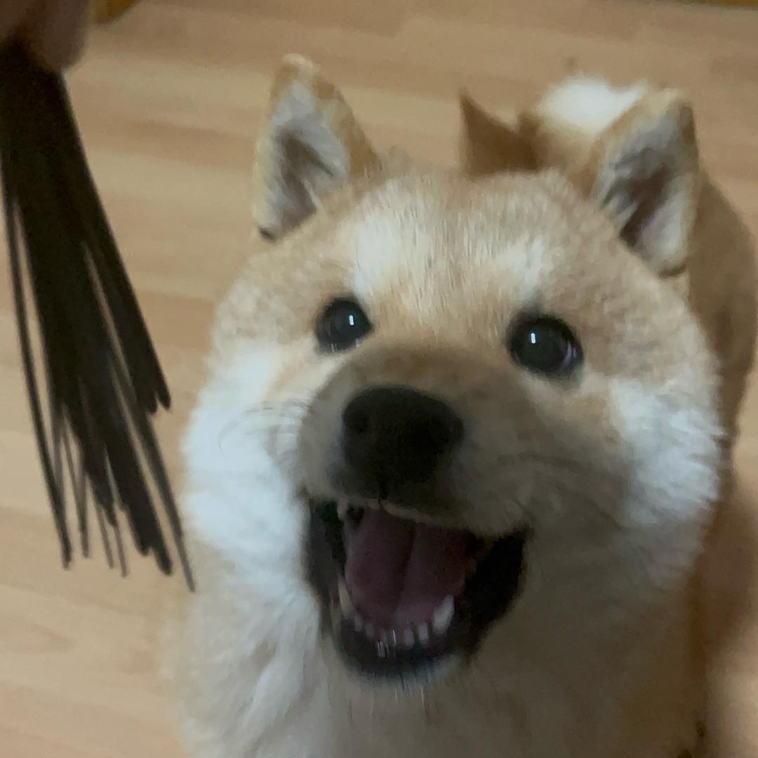 金宝🐕