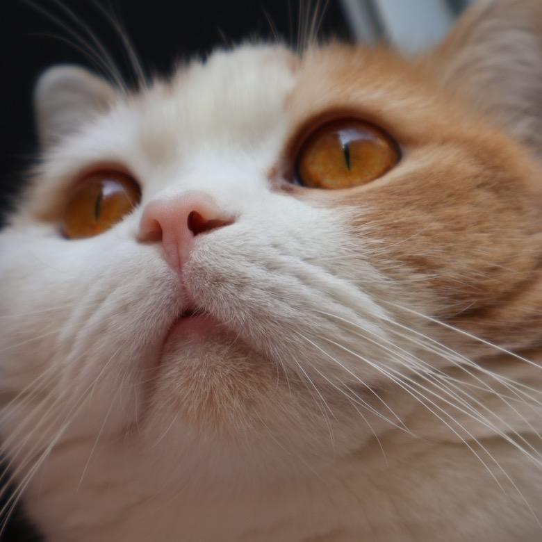 豆包是只猫
