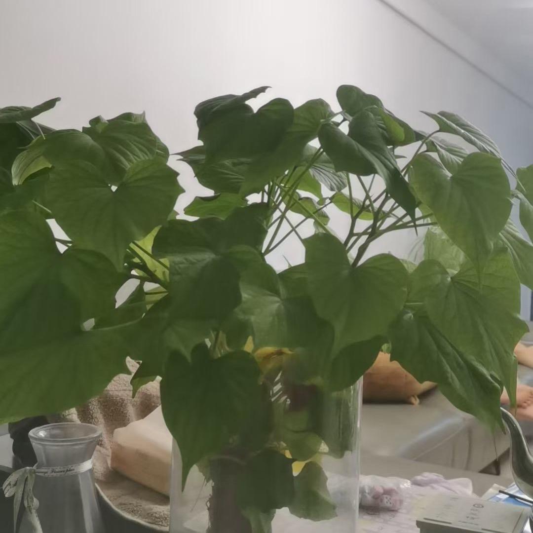楚城一叔