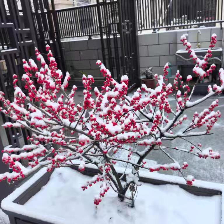 欢颜苗木绿植园艺