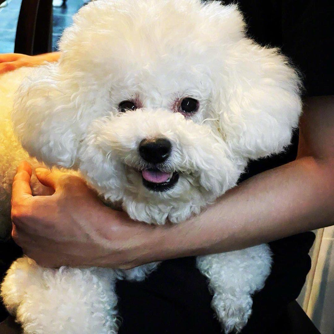 Isabellae