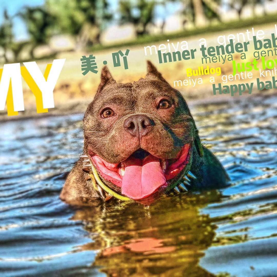 恶霸犬美吖