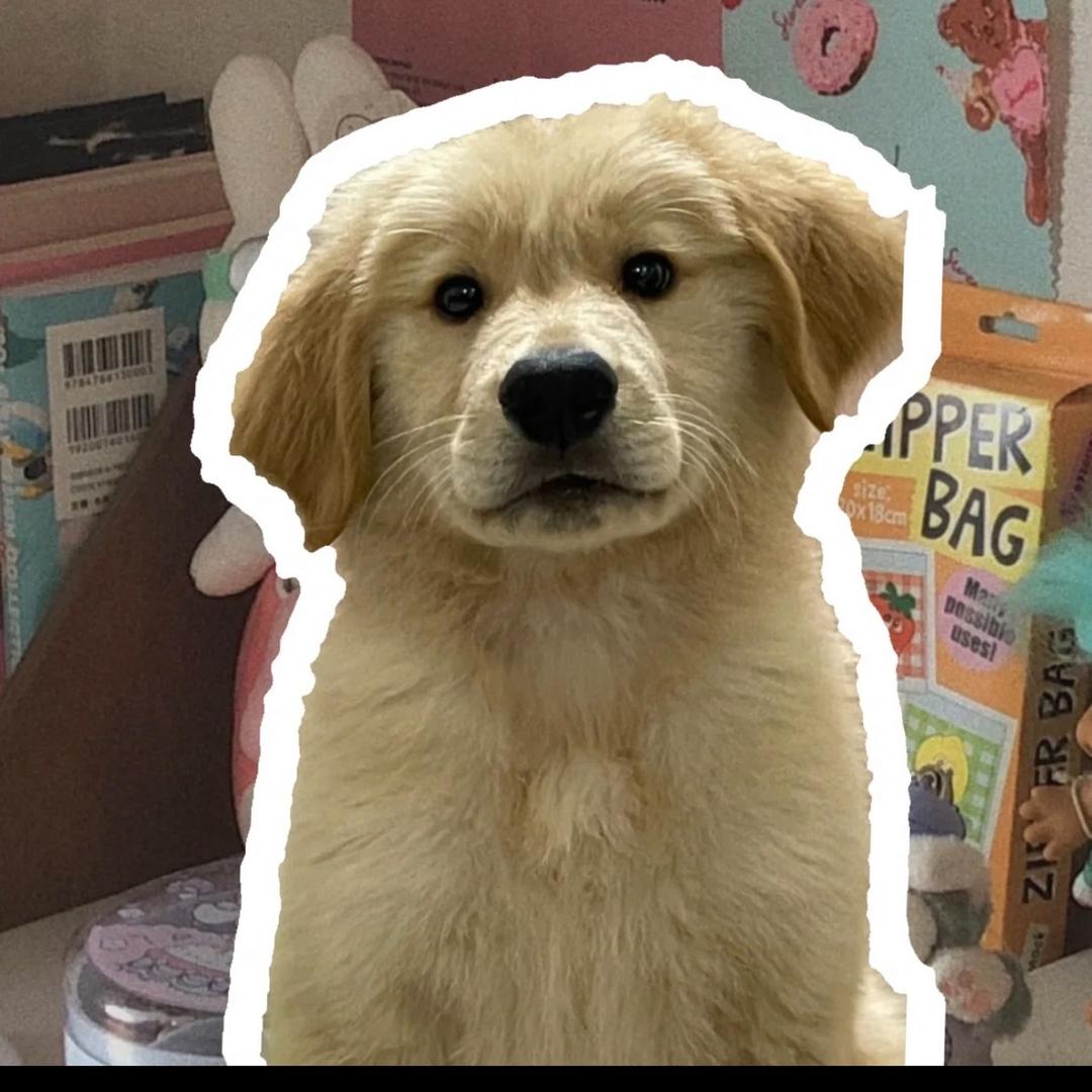 小羊没烦恼🐑