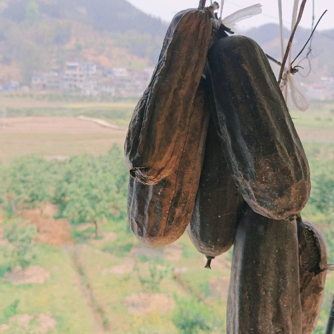 油茶仙人～大地屯秦端雨