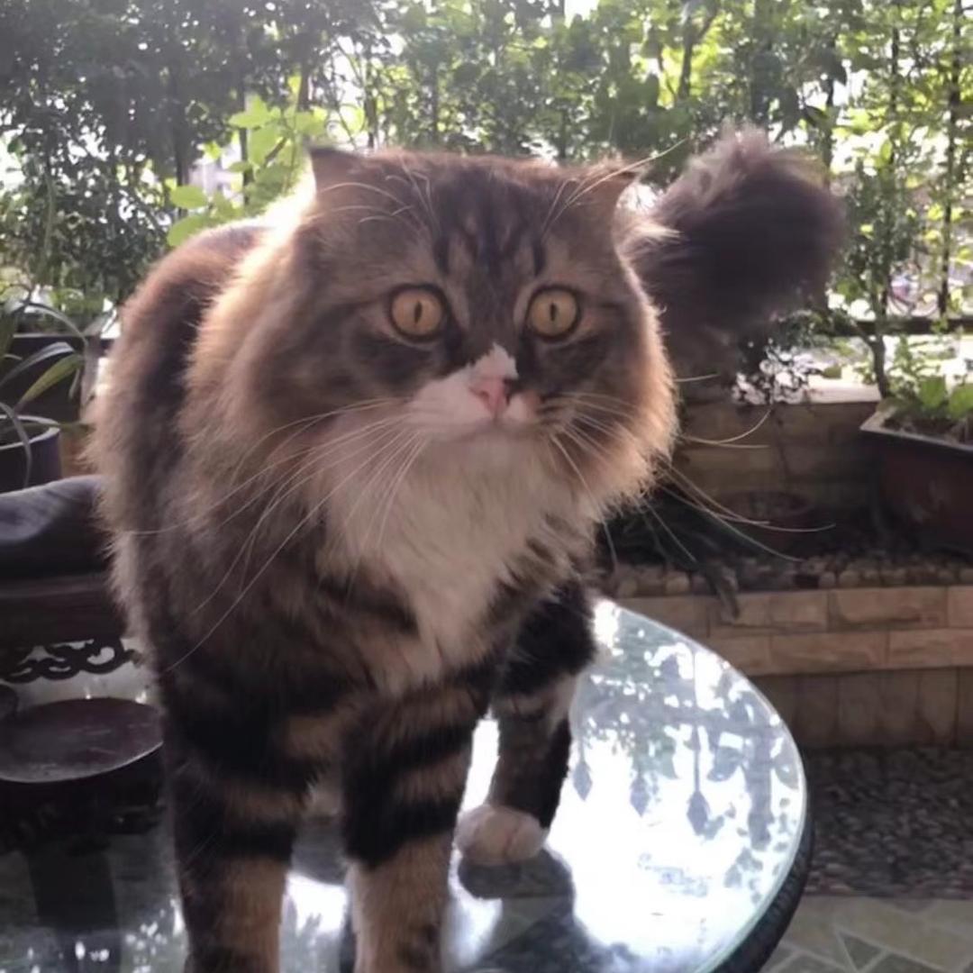 猫咪明