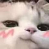 傲娇小园子