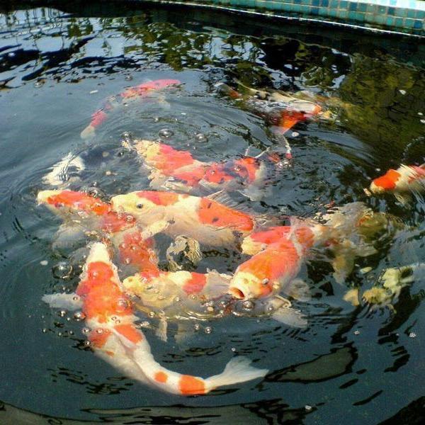 宜航锦鲤