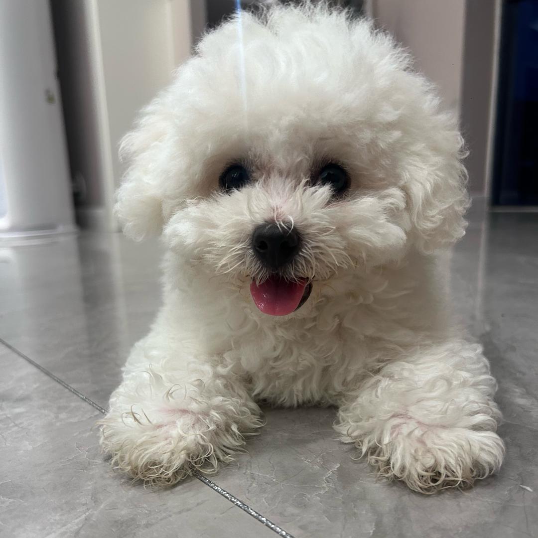 果冻是只小比熊