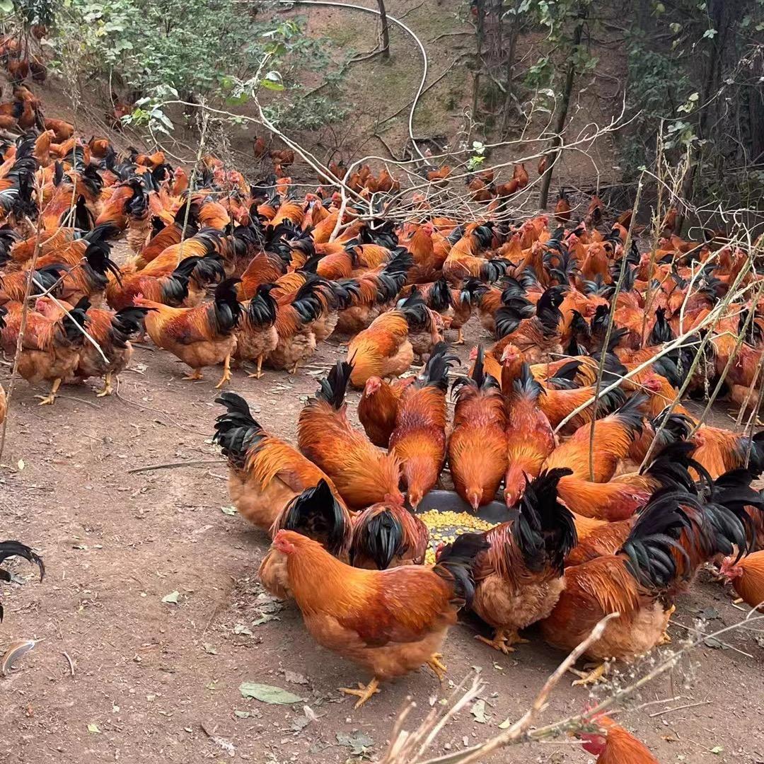 阳山线鸡（肥仔）