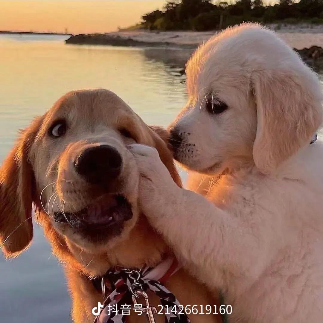 红鲤鱼与绿鲤鱼与梭鲈鱼