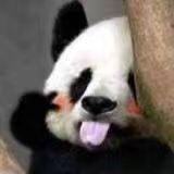 无敌小熊猫-