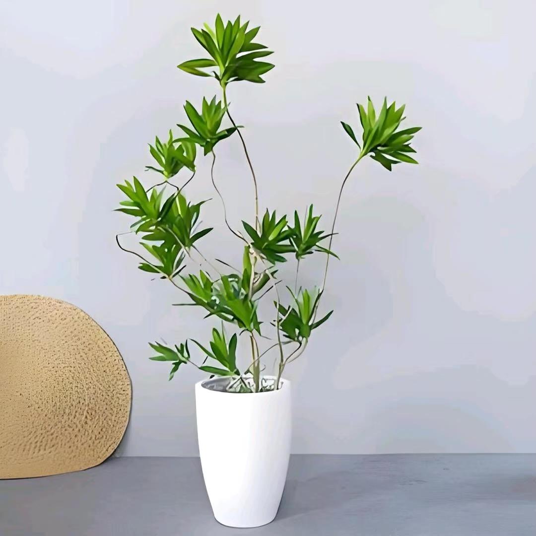 绿润花卉