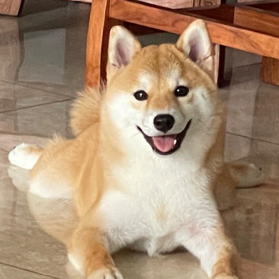 柯柯