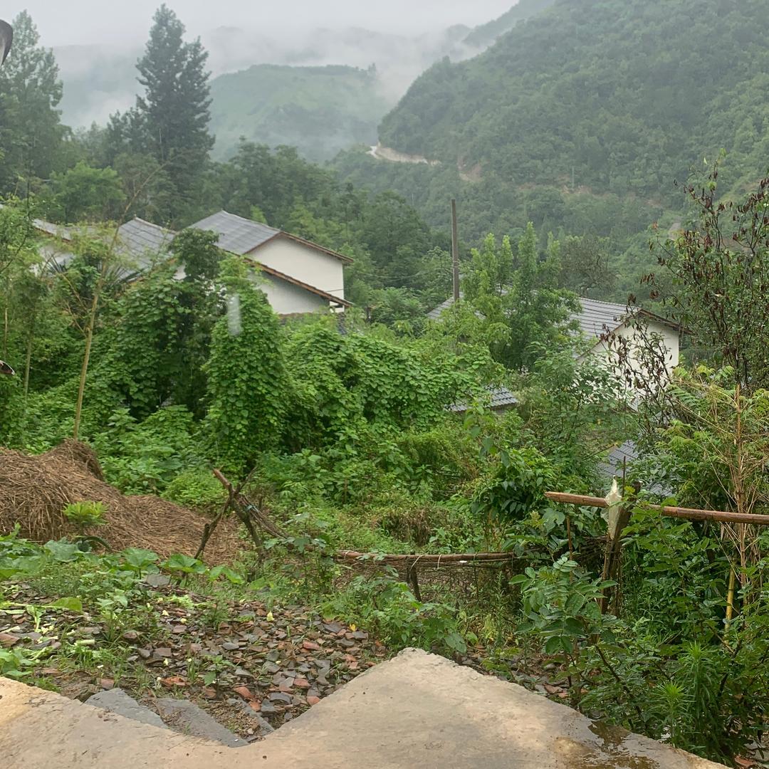 山里狼