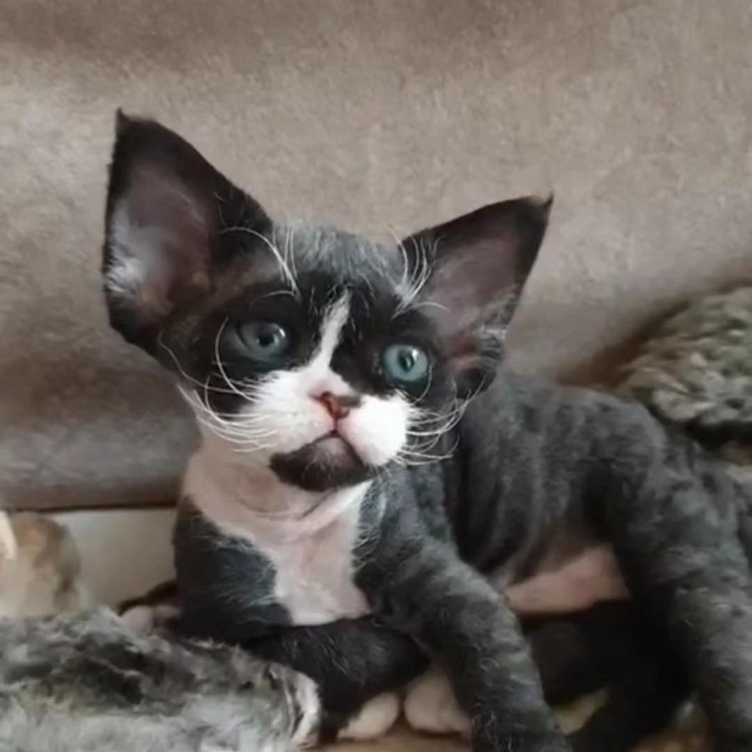 大山的猫