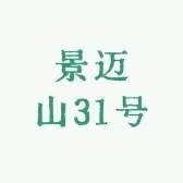景迈山31号红茶