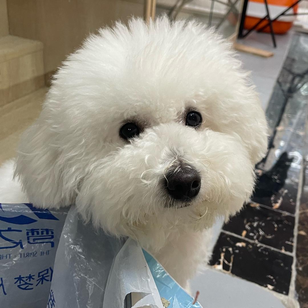 臭弟弟是只比熊