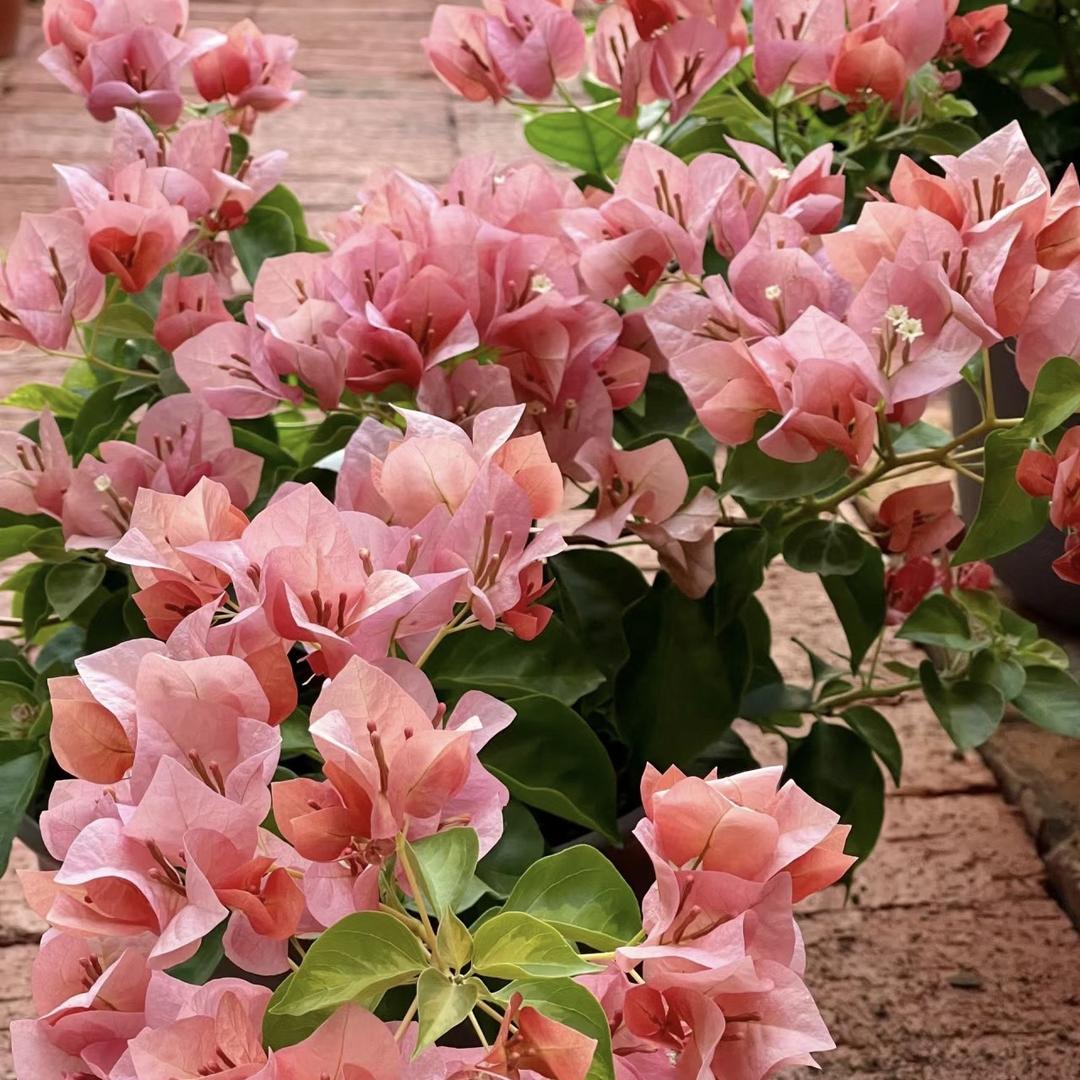 顺云三角梅小店