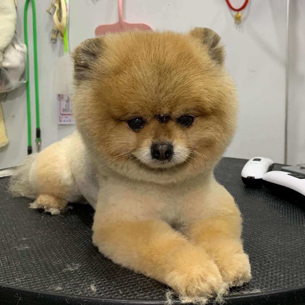 邢台市美汪宠物 美容师培训