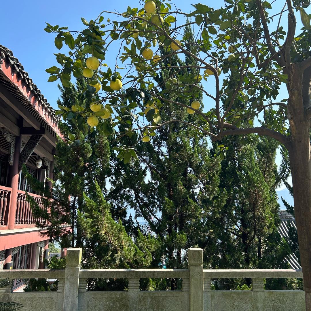 曾许芳华欲难逝