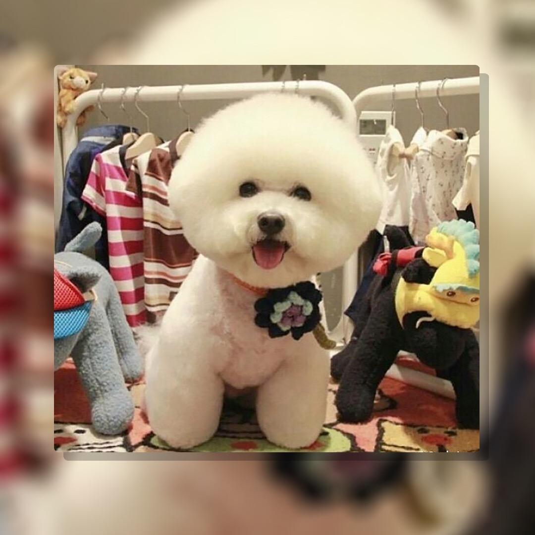 小胖🐷