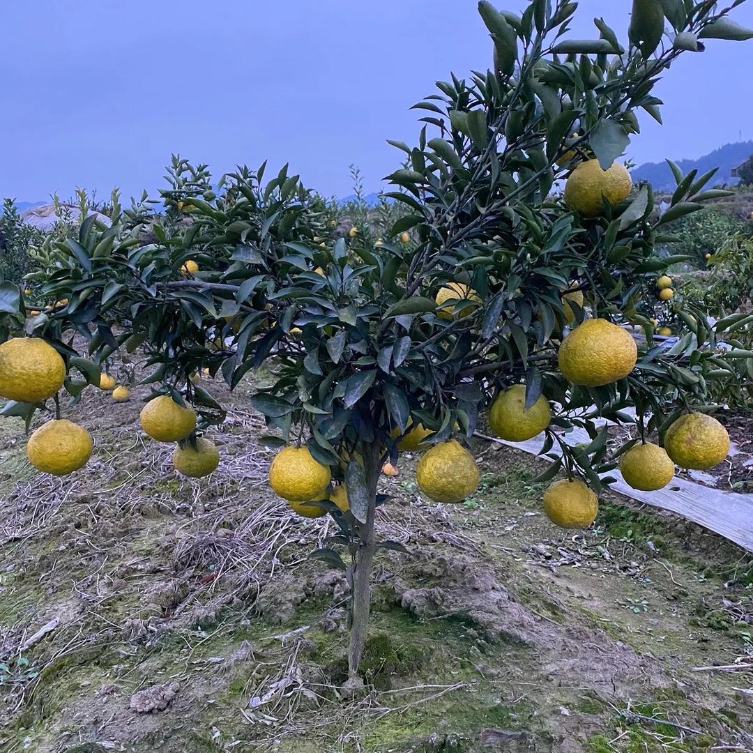 纯米绿植基地黄金树