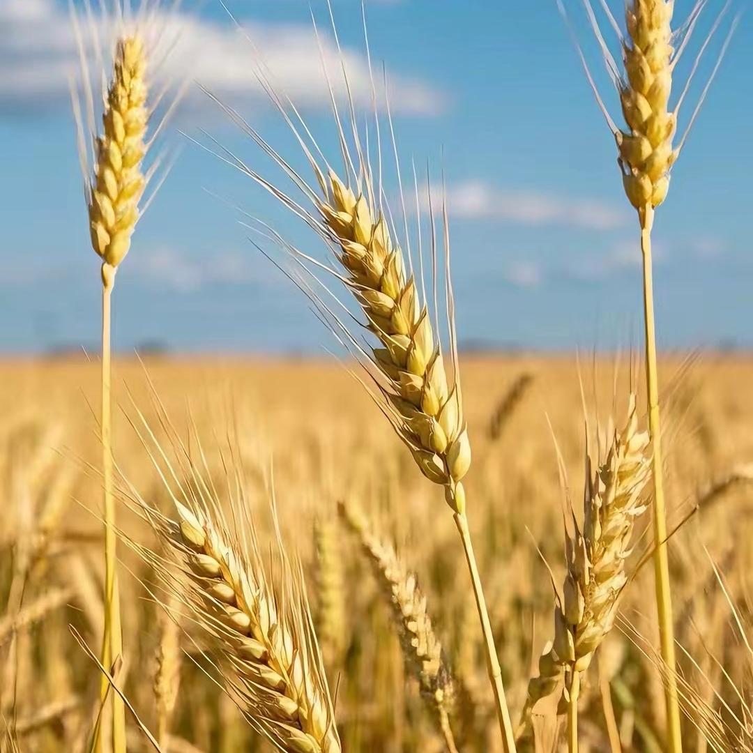 大田丰收多又多